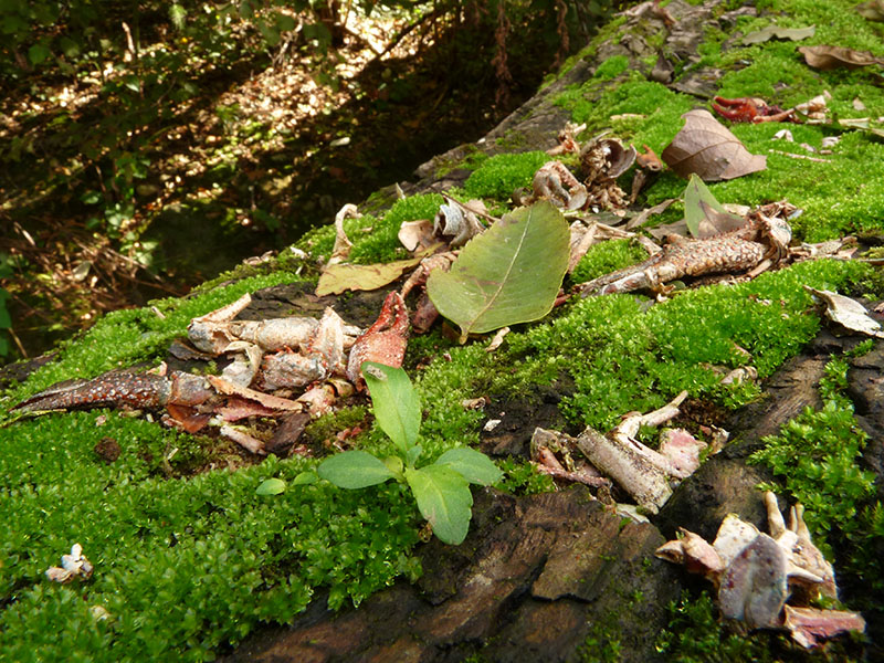 Procambarus clarkii